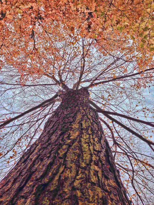 Tree Trunk Sky November 2014