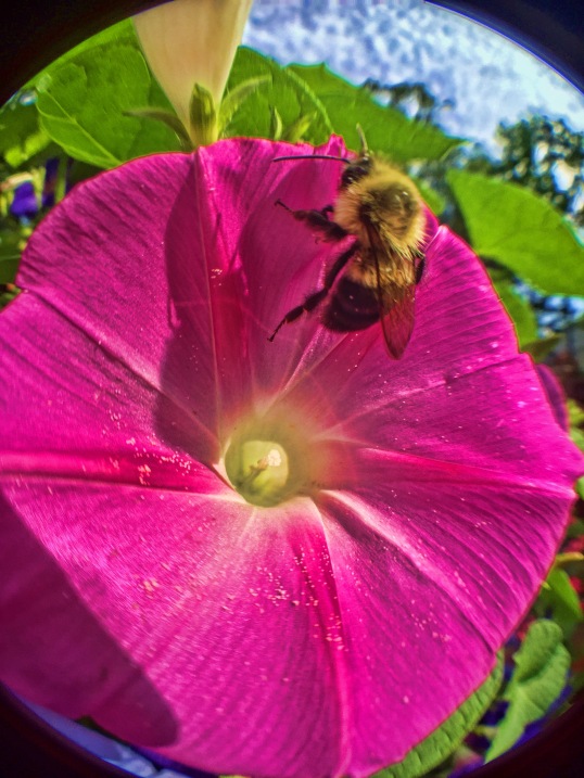 bumblebee-on-morning-glory